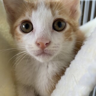 茶トラ、茶白ちゃん6/26Terra里親会参加❣️