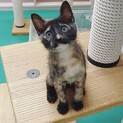 飼い主が決まりました！保健所収容：仮名・アキ子♀