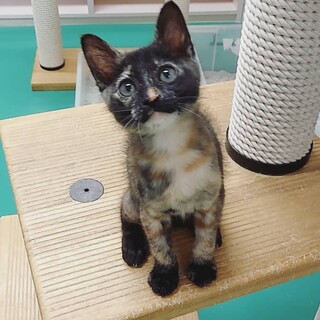 飼い主が決まりました！保健所収容：仮名・アキ子♀
