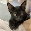 【二ヶ月♀】黒猫の女の子　コームちゃん