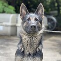訓練系のシェパード(一旦停止)