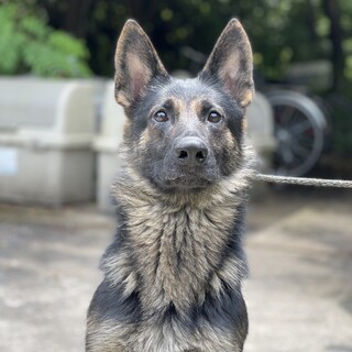 訓練系のシェパード(一旦停止)