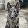 訓練系のシェパード(一旦停止) サムネイル2