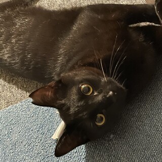 【急募】綺麗な瞳の黒猫ちゃん