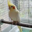 オカメインコ里親募集