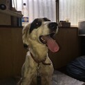 元気な甘えっ子、イザベル！セッターの女の子