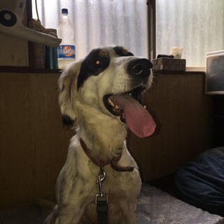 元気な甘えっ子、イザベル！セッターの女の子