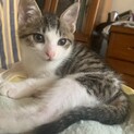 子猫 1.5ヶ月 メス 