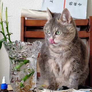 うずらちゃん　大人らしく大人しいスコの女の子