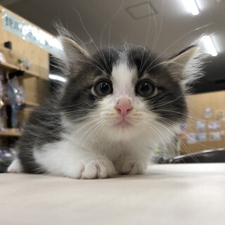 けい太は、仔猫のくせにクールなとこがあります