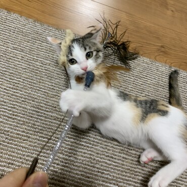 おもちゃが大好き