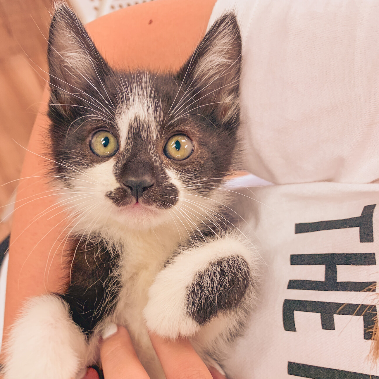 寝相が可愛くて好奇心旺盛 兵庫県 猫の里親募集 ペットのおうち 月間利用者150万人