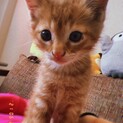 可愛い　茶トラの男の子です