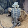 うぴたんさん