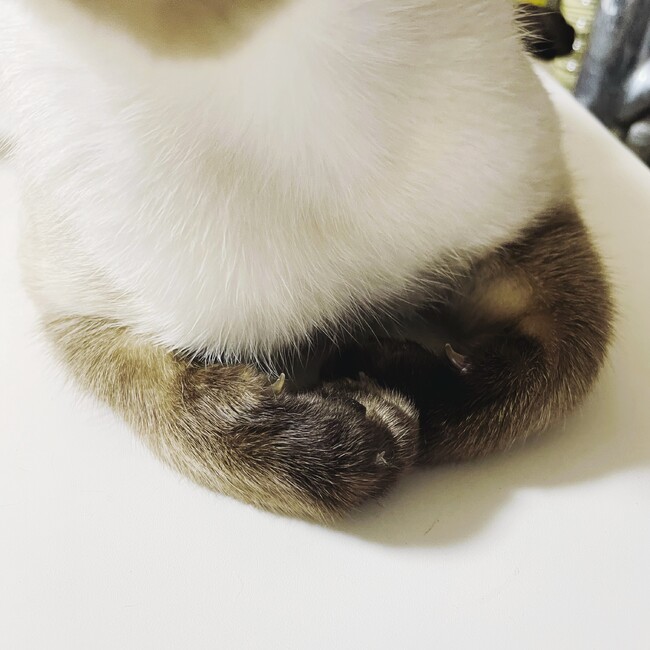 srasiamのカバー写真