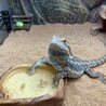 手だけお水に浸かってるおこげさん