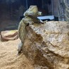 体が膨らんでるおこげさん