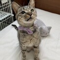 相島出身スプちゃん