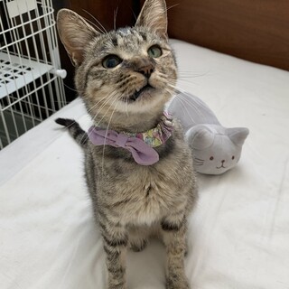 相島出身スプちゃん