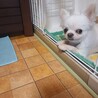 チワワ♂️『おもち』推定年齢７才 サムネイル2