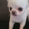 チワワ♂️『おもち』推定年齢７才 サムネイル4