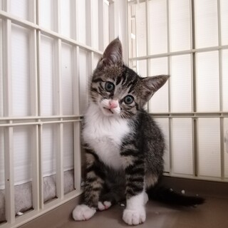 元気いっぱいキジ白くん