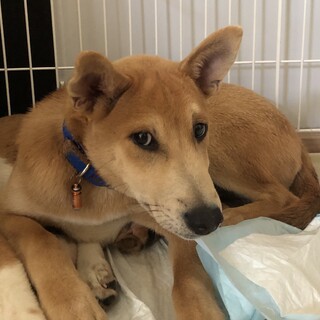 【里親様決定】オレオの幸せが見つかりました♡