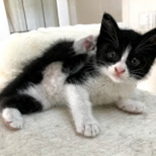 私の家族になってください！