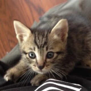 物怖じしない甘えん坊。