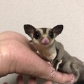 代理です。
