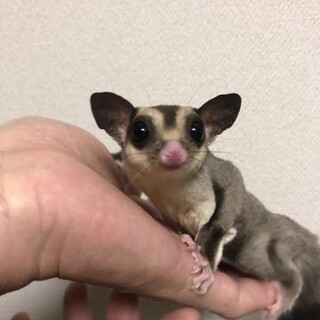 代理です。