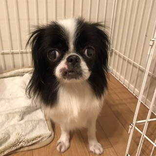 控えめな狆♀フィーフィーちゃん