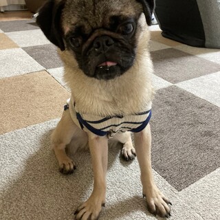 甘ったれのパグ♂ケンくん