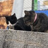 どめさん
