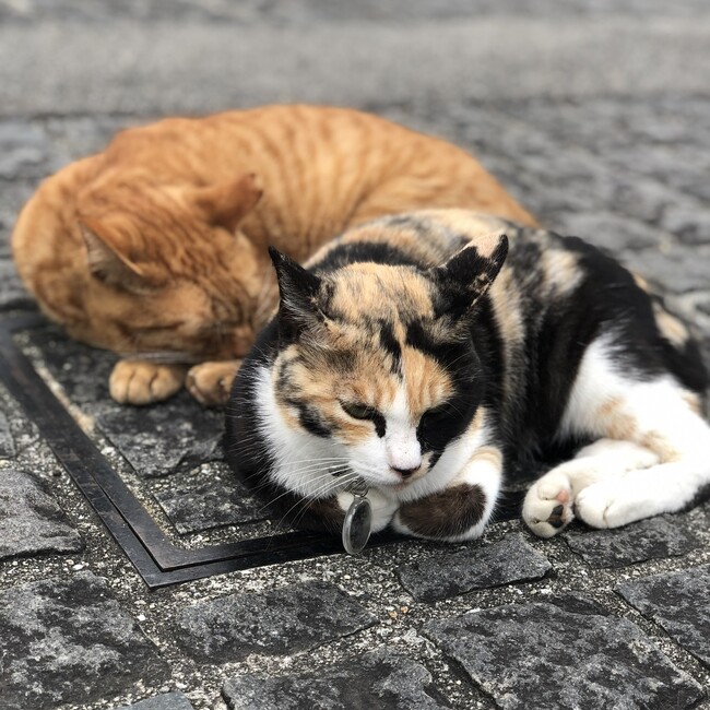 どめさんのカバー写真