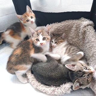 【8/15芝浦】お留守番も安心★三毛キジシロ4兄妹