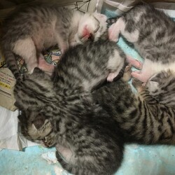 【保護活動】生後0ヶ月子猫