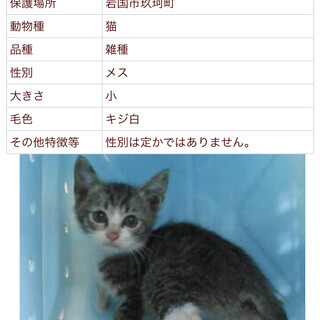 一匹は譲渡されました。
