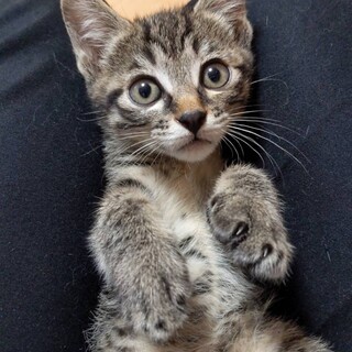 可愛いとても人慣れしたキジトラ男の子ろく君