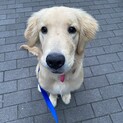 申し込み多数の為一旦停止中です
