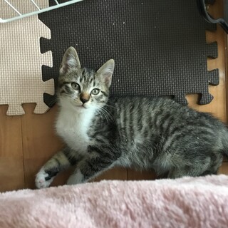 三兄弟の里親さん募集！　トライアル決定！