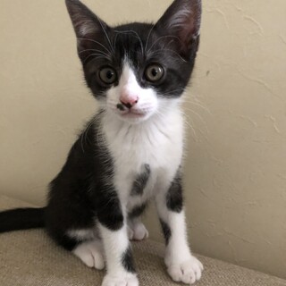 お陰様で他のサイトで里親さんが見つかりました。