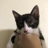 お陰様で他のサイトで里親さんが見つかりました。 サムネイル4