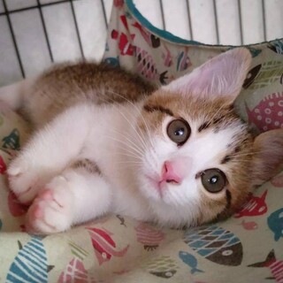 ふわっふわな甘えん坊美猫兄妹ペアで