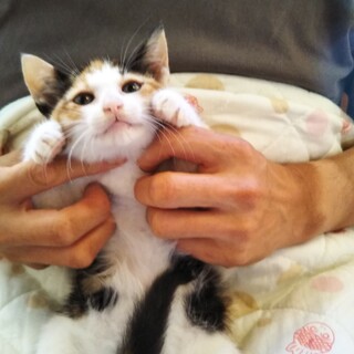 7/4譲渡会参加予定猫　ミケ