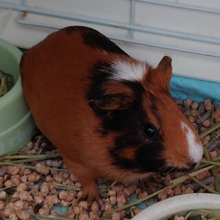 牧草アレルギーのため、急募