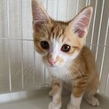 【ヤシ】おかげさまで里親様が決まりました。