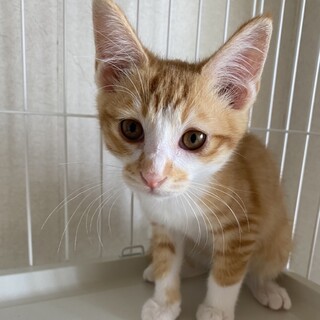 【ヤシ】おかげさまで里親様が決まりました。