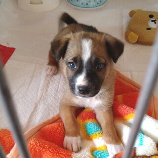 人が好き・甘えん坊のオス子犬
