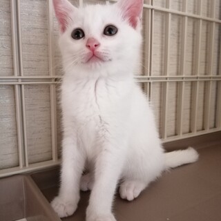 おっとりな白猫ちゃん